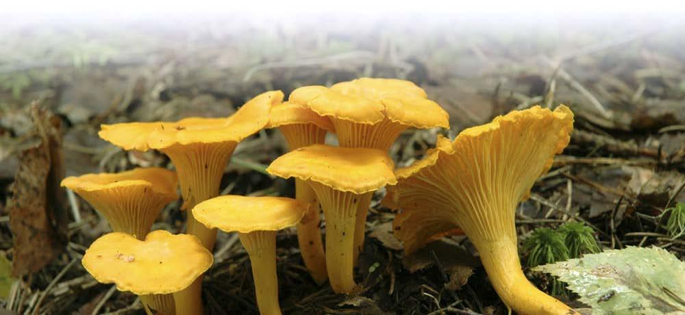 Sienet Luonnonvaraisia sieniä on käytetty monipuolisesti Itä-Suomessa.