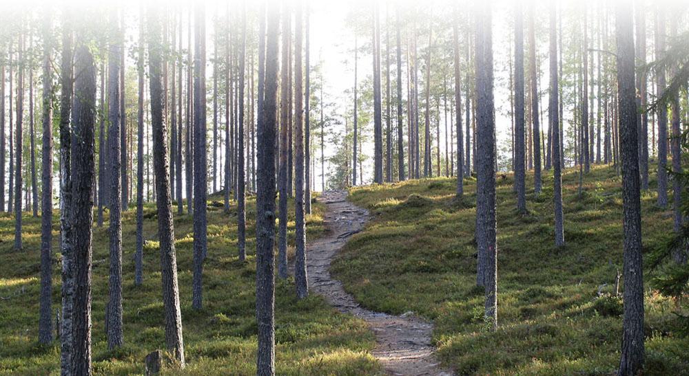 Pettua saadaan männyn kuorikerroksesta