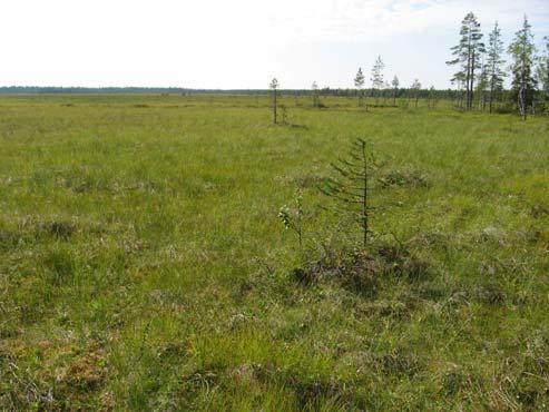 olevaa peltoa, paitsi että turvesuo on kesäajan kasviton (Turveteollisuusliitto ry 2002). Rajalta-rajalle-hiihdon reitti kulkee pitkin tietä, joka kulkee tuotantoalueen pohjoisreunaa.