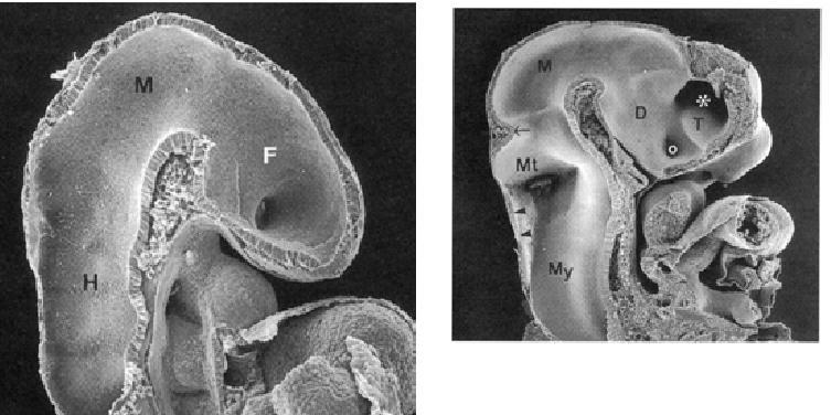 Aivokammiot suuria, aivokuori edelleen vain yhden, kahden solukerroksen