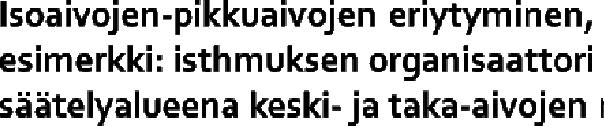 aivoselkäydinnesteellä Aivoalueiden erilaistuminen - säätelijät Jakautuu ja