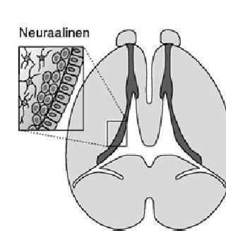 oligodendrosyytit Kammioiden pintaa verhoaa ependymaalisolukerros