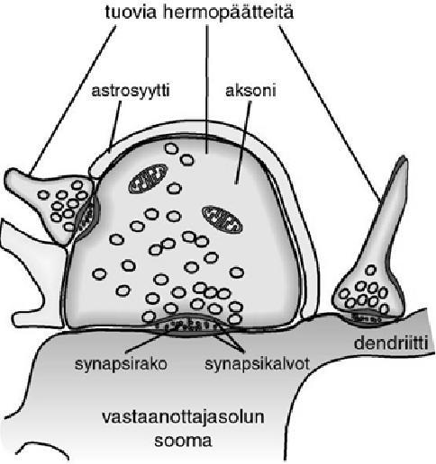 säätelijä on Apaf-1 Honarpour N et al.