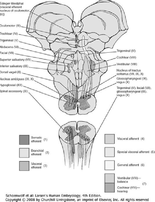 Brain Region Associated Cranial Nerves Telencephalon Olfactory (I) Diencephalon Optic (II) Kraniaalihermot eli pään alueen hermot 12 kpl, kaikilla lukuun ottamatta 1. ja 2.