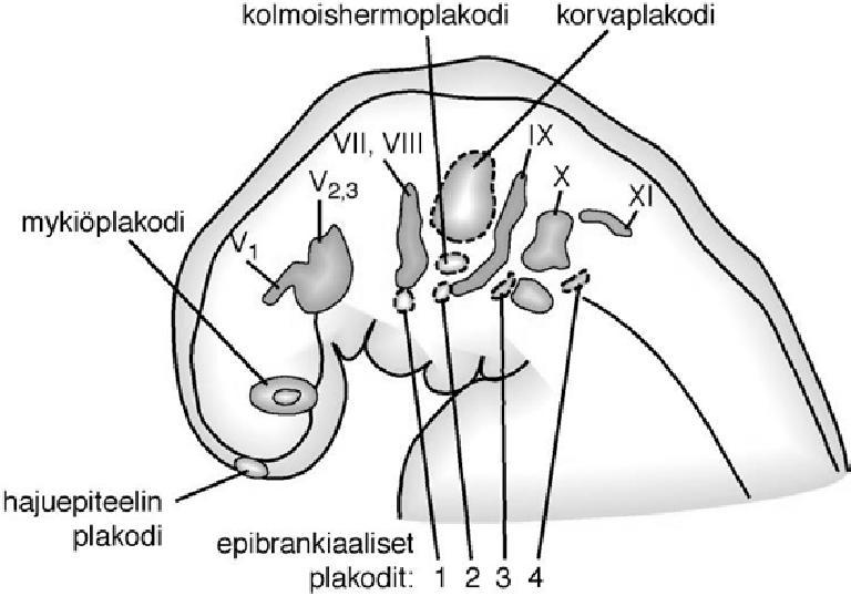 epibrankiaalisten plakodien soluista gangliot Epibrankiaaliset palkodit (ektodermin kuroutumat) ja hermostopienan solut muodostavat yhdessä