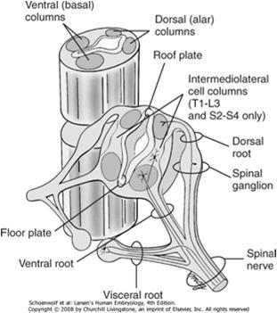 näitä pareja muodostuu 31 Varhaisessa selkäytimessä (taaempana) on erotettavissa ventraalinen (vatsanpuoleinen) eli basaalinen alue