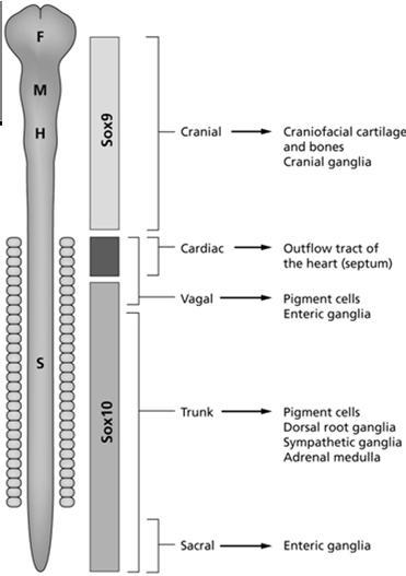 lateral