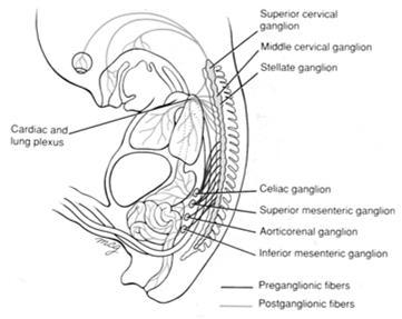 Sympaattinen neuroblastooma Peräisin