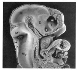 (midbrain, mesenkefalon), taka-aivot (hindbrain, rhombenkefalon)