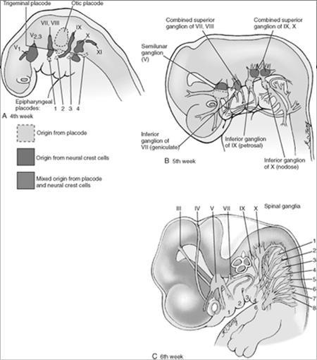 metenkefalon) muodostaa pikkuaivot (cerebellum) Aivosilta (pons; metenkefalonin jatke selkäytimeen) Mesenkefalon 2.