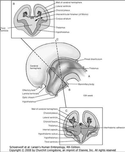viikolla dienkefalonista peräisin olevat rakenteet eriytyvät edelleen AIVOPUOLISKOT Aivopuoliskojen ja sivukammioiden muodostuminen Sivukammiot ovat yhteydessä 3.