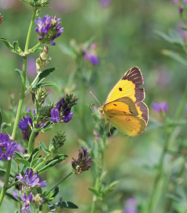 JUHA JANTUNEN. (Espanja) Etelänkeltaperhonen (Colias crocea) on osunut harvoin harrastajien eteen.