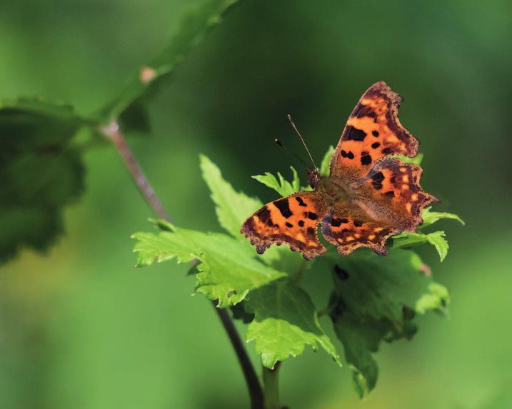 JOUNI USKI JUHA JANTUNEN Niittysinisiiven (Plebeius semiargus) kannat vahvistuivat jo kolmatta vuotta peräkkäin.