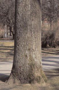 108. Quercus robur 30 cm maasta