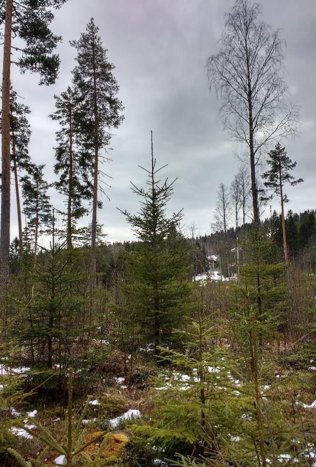 LAS-datassa on hyvin vähän latvaan osuneita pisteitä, koska