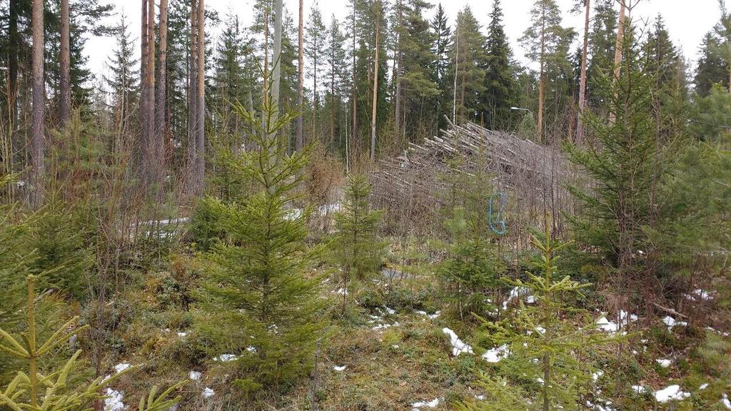 36 Laajavuorella mitattiin yhdeksästä kuusesta ja yhdestä männyn taimesta tyvien halkaisijat, pituudet sekä etäisyydet ympärillä oleviin mittaukseen kuuluviin taimiin (ks.