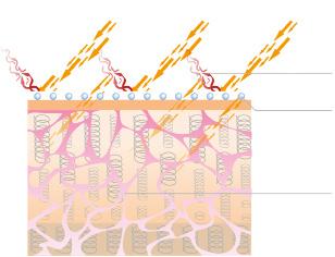 Sarveiskerros valon aiheuttama ryppy Epidermis vapaita radikaaleja vahingoittuneita kollageenisäikeitä Dermis Nanogold & Seide