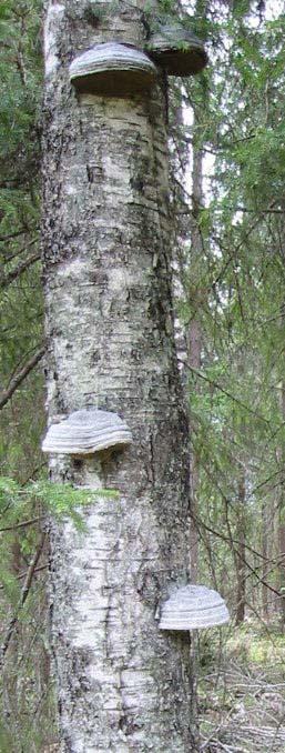 Suojelupäätöksen valmistelupalvelu (julkisrahoitteinen) Tutkimuksen kertomaa: Huomattava osa omistajista olisi valmiita suojelemaan tietyn osan metsistään Palvelu tuottaa tietoa suojelun