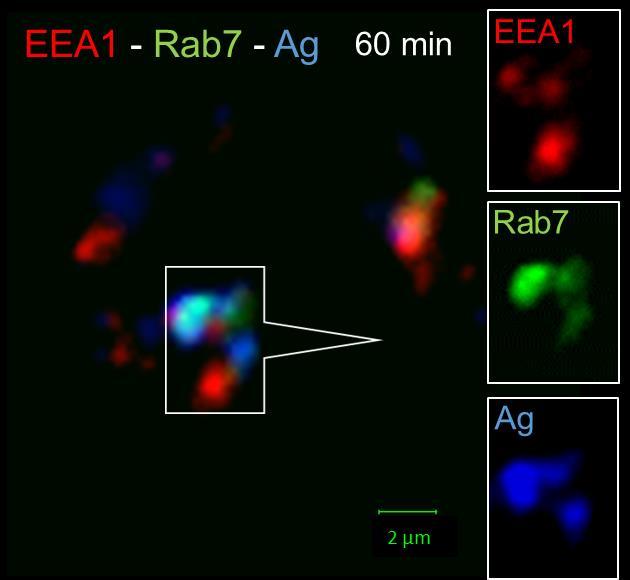 36 60 minuutin aikapisteessä antigeeni on kasaantunut solun keskelle rakkulakeskittymään, missä antigeeni kolokalisoi hyvin Rab7 kanssa (turkoosi).
