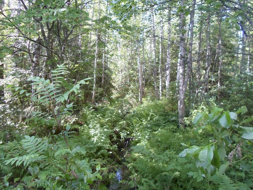 monipuolisempi kuin muilla alueilla. Lisäksi on eduksi, mikäli elinpiiriltä löytyy pieniä aarin tai kahden laajuisia puuttomia aukkoja muuten tiheäpuustoisen metsän sisältä.