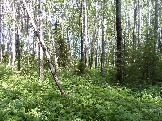 Kuvat 9ab. Lehtipuuvaltaiset lehtomaiset kankaat esiintyvät runsaana Mustaniemen alueella. Maapuita ja pystykeloja esiintyy aina suunnittelualueen eteläosaan asti. Kuvat 10ab.