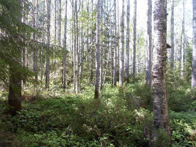 Vähitellen maanviljelyksen loppuessa, rehevät lehtomaiset laikut ovat vähitellen valloittamassa vanhoja alueitaan.
