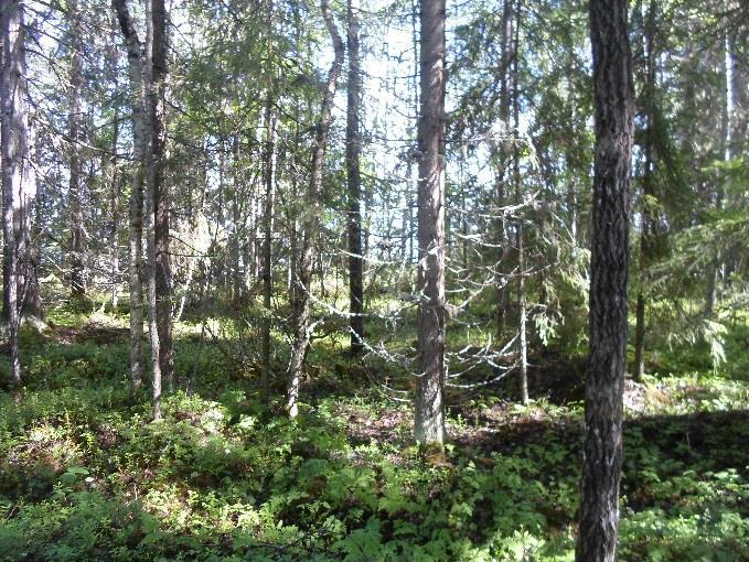 rajoitetulle (Pöyry Oyj 2006) sl, ma, lin alueelle, joka yleiskaavan kaavaselostuksen mukaan on osa-aluetta, jolla on erityisiä suojeluarvoja eläimistön, kasvillisuuden, maiseman ja