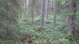 Eteläisimmän rakennuspaikan sisämaan ja niemen välissä on alava pajuinen ja kivinen ehkä korkeimman tulvan aikaan tulviva painanne. Kohdealueella ei havaittu suojeluarvoja. Kuvat 11-12.