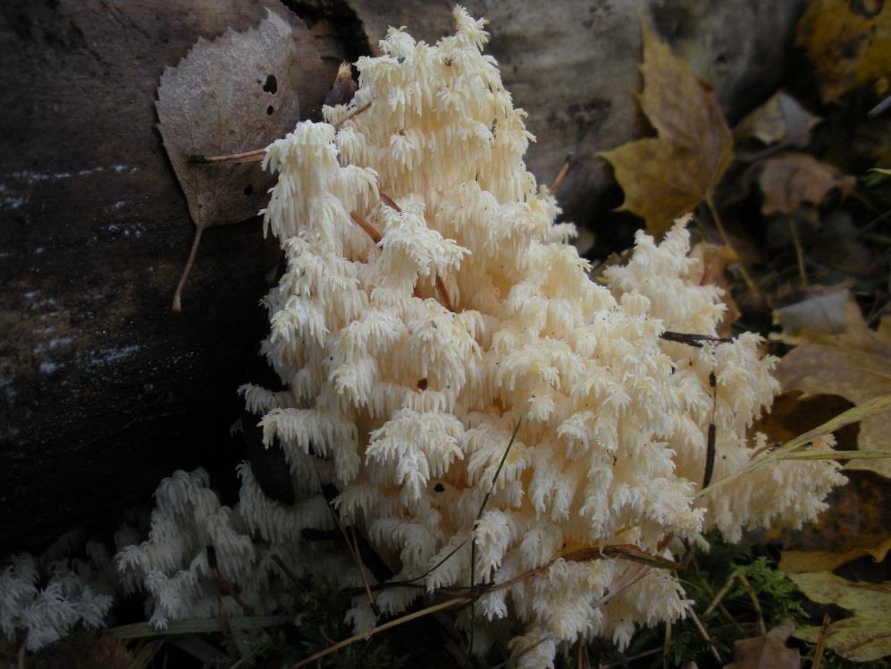 Koralliorakas (Hericium coralloides) Koristeellisen pesusienimäinen koralliorakas kasvaa vanhoilla, lahoilla lehtipuun rungoilla.