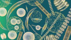 Plankton Plankton flokkautuu ja vajoaa sedimenttiin kun vettä käsitellään Yksilömäärät ja lajisto