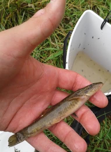 Lepistönkoski sijaitsee Vähäjoen keskivaiheilla, Tomerontien alapuolella. Lepistönkoskelta saaliiksi saatiin kivennuoliaisia, sekä tunnistamatta jääneitä alle 35 mm pituisia särkikaloja.