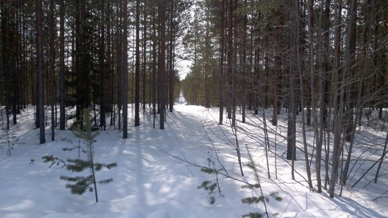 3.1.2 Luonnonympäristö Alue on puistomaisesti hoidettua risteysaluetta.