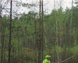 Hietasaaren tie leveni monella rungolla. Täyttä työtä Hietsun kevättalkoissa Topi näyttää miten saha teroitetaan.