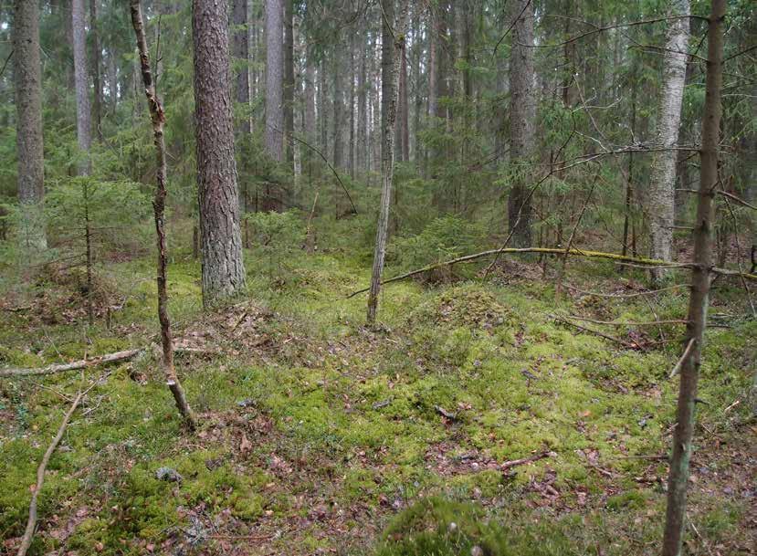 2 Yleiskuvaus Kaava-alue on tuoretta tai lehtomaista kangasta, sekä kangasmaan ja korpipainanteiden muodostamaa mosaiikkia.