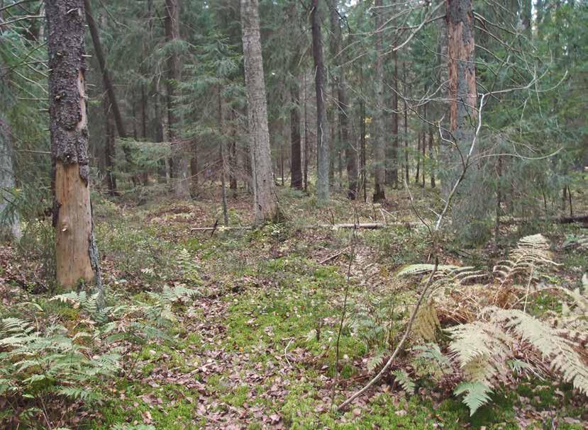 3 Arvokkaat luontokohteet Asemakaavan laajennusrakentamisalueen välittömässä läheisyydessä on luontokohteita, jotka täyttävät Etelä Suomen metsien monimuotoisuusohjelman (Metso) parhaimman, eli