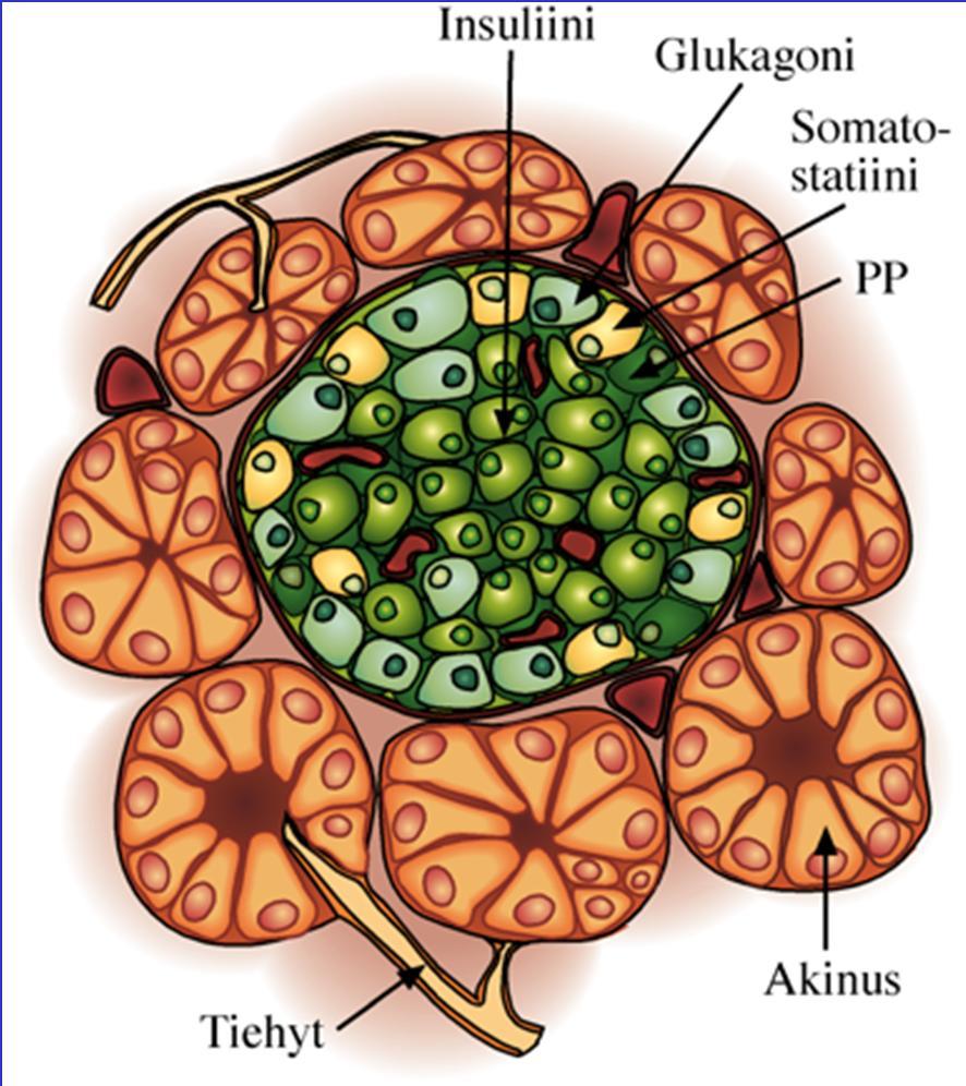 Langerhansin saareke Eksokriininen Endokriininen -solu: glukagoni -solu: