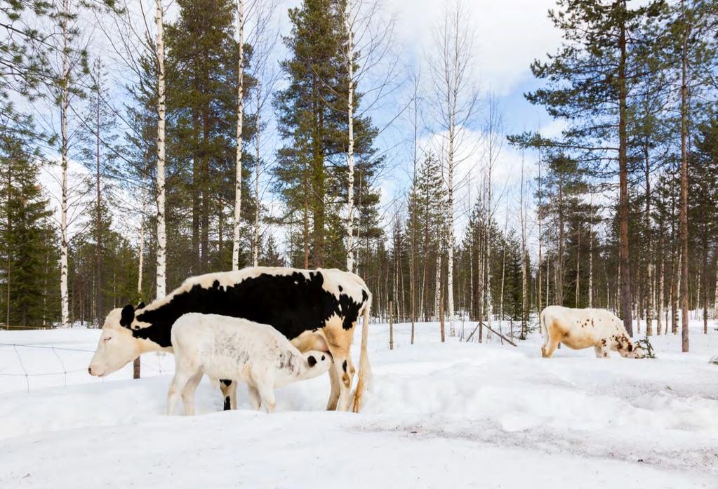 Lapinlehmän maidon tuodajana Pohjoiseen ilmastoon ja ympäristöön sopeutunut