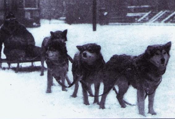 Malamuuttivaljakko vuodelta 1908 Kiitos kiinnostuksestasi rotuamme kohtaan! Alaskanmalamuutteja arvosteltaessa niiden tehtävä arktisena raskaiden kuormien vetokoirana tulee asettaa etusijalle.