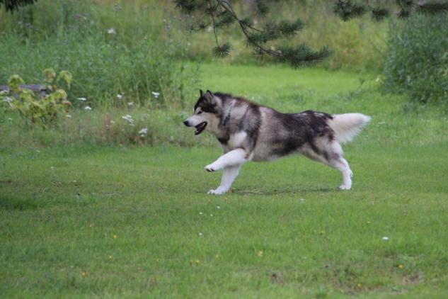 (In judging Malamutes, their function as a sledge dog for heavy freighting in the Arctic must