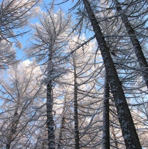 Ulkomaisten puulajien ja erikoispuiden kasvatus Teijo Nikkanen, Seppo Ruotsalainen Ulkomaisia puulajeja on 1800-luvulta lähtien tutkittu keinona parantaa metsien tuottoa Parempi kestävyys Nopeampi