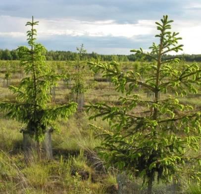 Jalostetun metsänviljelyaineiston tuotannon ja käytön tehostaminen Teijo Nikkanen, Seppo Ruotsalainen Kun metsänviljelyssä käytetään siemenviljelyksillä tuotettua siementä, voidaan lisätä