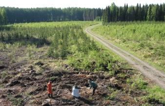 Punkaharjun tutkimusmetsät