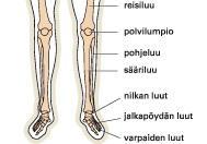 9 4 SÄÄREN ANATOMIA 4.1 Säären luiset rakenteet Ihmisen sääri muodostuu kahdesta eri luusta, sääriluusta (tibia) ja pohjeluusta (fibula) (Kuva 3) (Saarikoski Stolt Liukkonen 2010, 36-37).