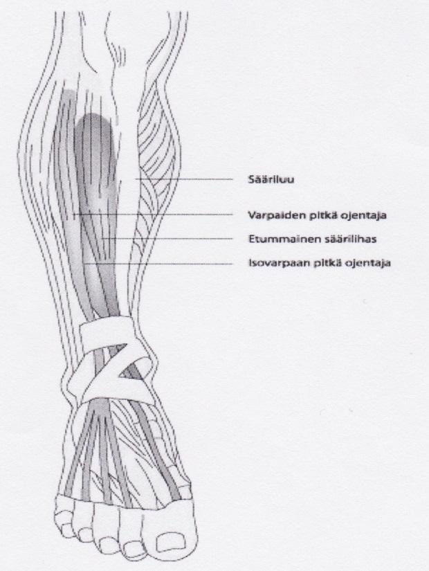 Etummaiseen lihasryhmään kuuluvat sijaitsevat luonnollisesti säären etuosassa. Nämä lihakset ovat etummainen säärilihas (m. tibialis anterior), varpaiden pitkät ojentajat (m.