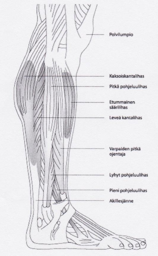 Säären sivussa eli ulkoreunan puolella olevat lihakset ovat pitkä pohjeluulihas (m. peroneus longus) sekä lyhyt pohjeluulihas (m. peroneus brevis) (Kuva 6)(Netter 2006, 521; Saarikoski ym. 2010, 40).
