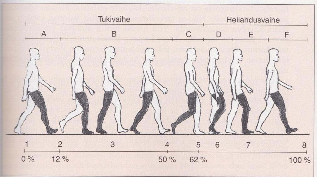 16 5 KÄVELY Kävely on epäilemättä ihmisen yleisin liikkumistapa (Smidt 1992, 1) ja se tapahtuu kahden alaraajan varassa (Kauranen - Nurkka 2010, 380).