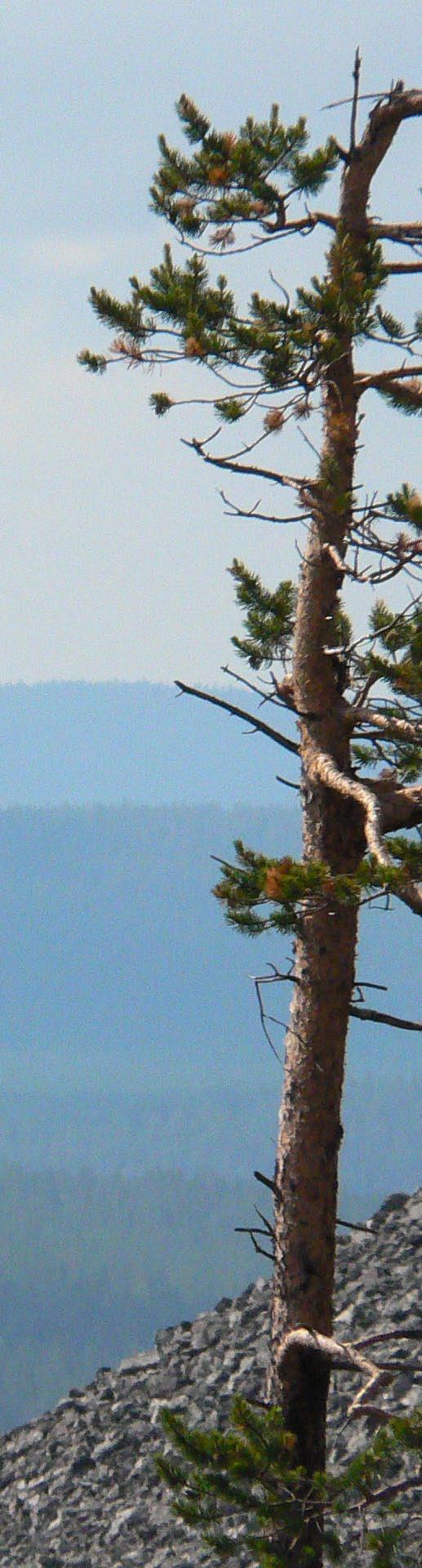 SÄÄTIÖN HALLINTO Säätiön hallitus 2009 Säätiön omaisuutta ja asioita hoitaa ja säätiötä edustaa sen hallitus.