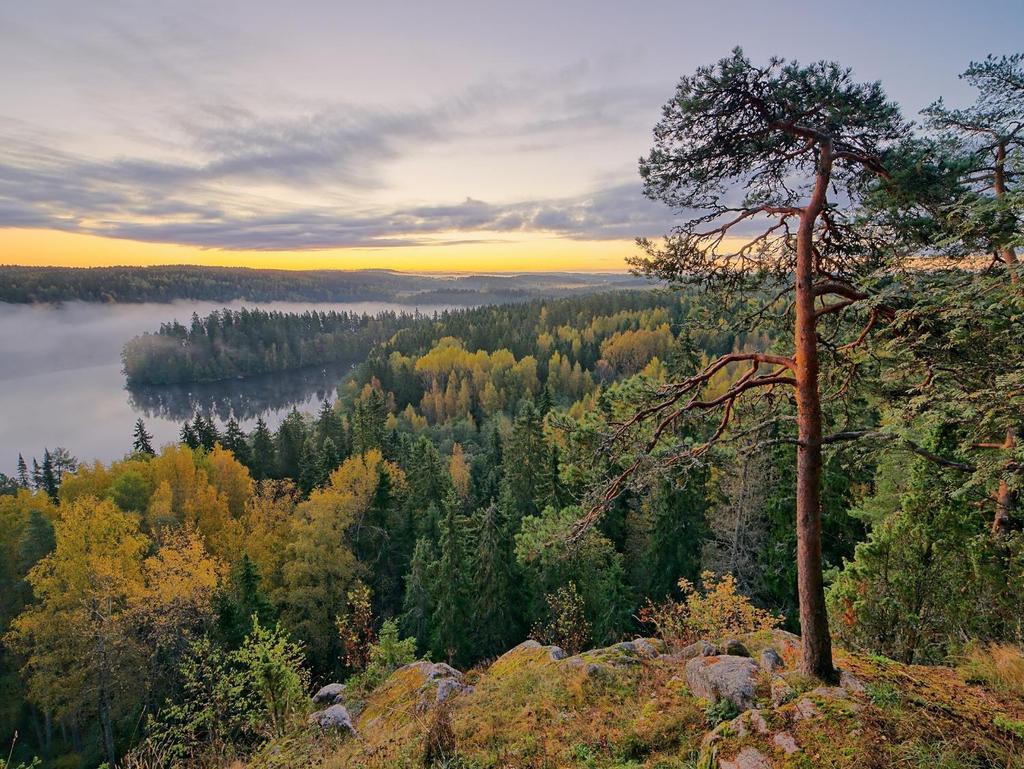 Suomen metsäluonnon