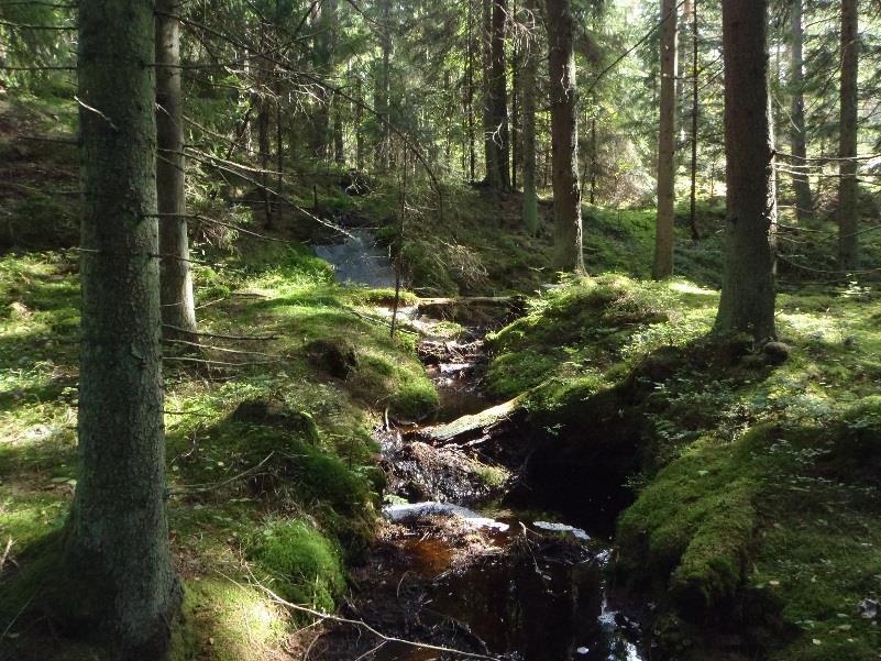 Metsäluonnon tila Suomessa Lajien uhanalaisuus 814 uhanalaista metsälajia 776 silmälläpidettävää metsälajia 100 metsälajia hävinnyt Luontotyyppien uhanalaisuus 70 %