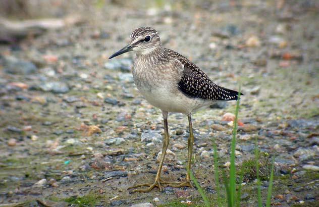 Haarahaukka Milvus migrans 1 E 19.5.1997, 1 4.6.1998, 1 W 20.7.2003 (LL), 1 SW 26.8.2004 (LL), 1m 16.4.2008 (Ti) Arosuohaukka Circus macrourus 1 ad k N 21.4.1999.